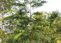 Upaya Pemulihan Lingkungan melalui Rehabilitasi DAS di Kawasan Hutan Lindung