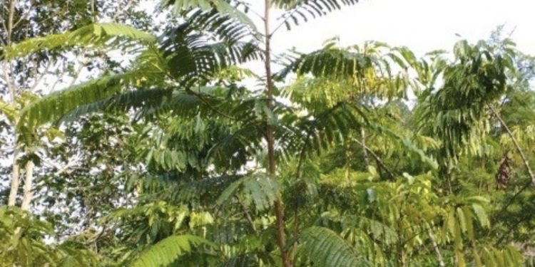 Upaya Pemulihan Lingkungan melalui Rehabilitasi DAS di Kawasan Hutan Lindung